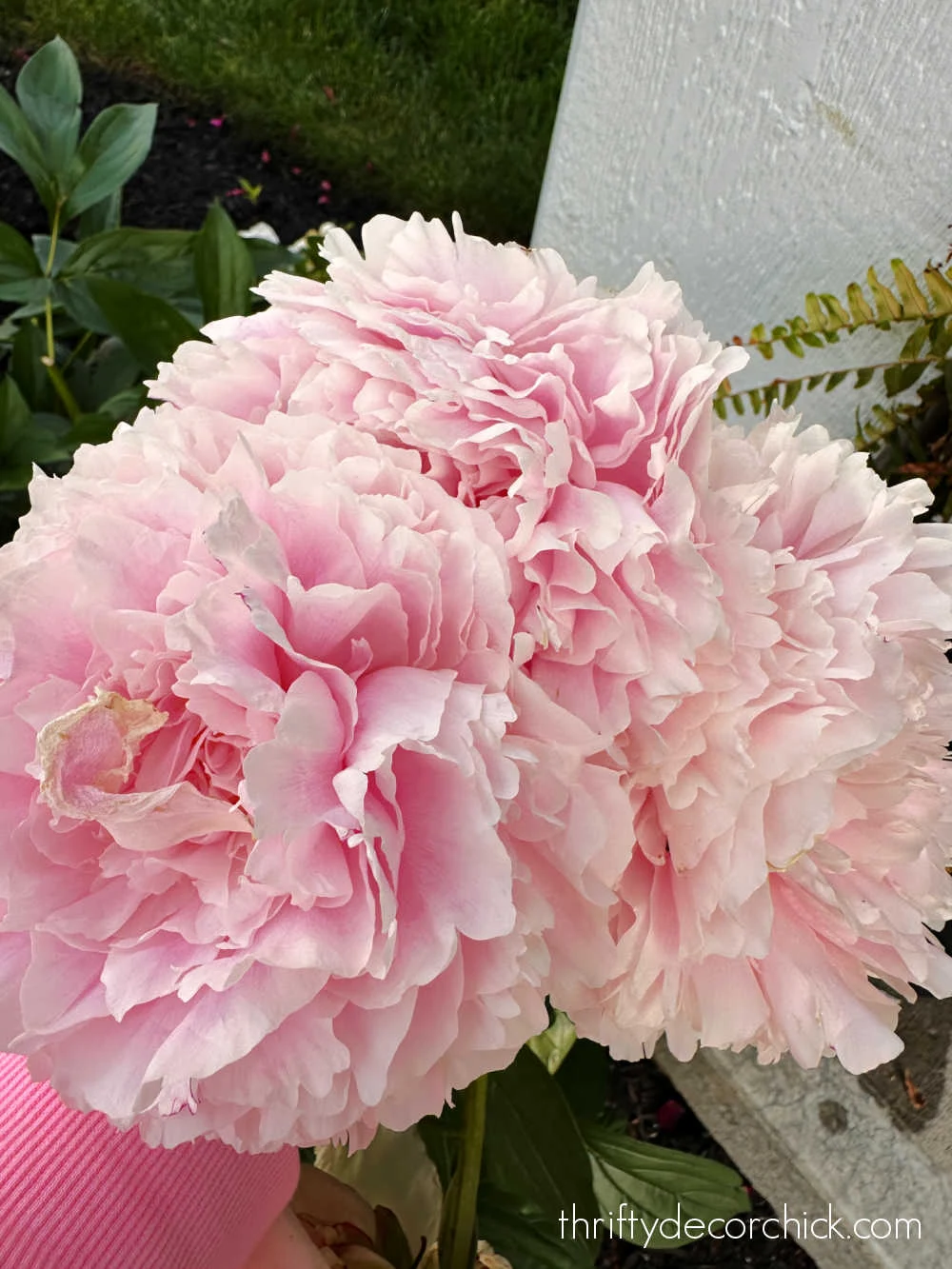 huge pink peony blooms